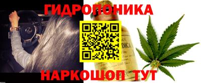 прущие грибы Гусиноозёрск
